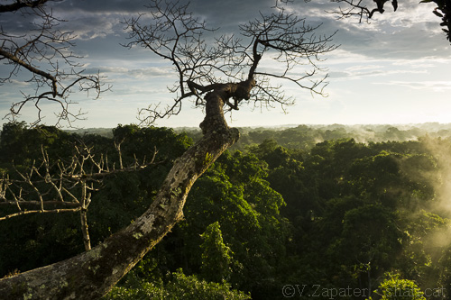 Canopy view of the Amazonian rainforest from a ceibo tree in the late afternoon, Napo Wildlife Center, Yasuni National Park (Orellana, Ecuador). Vista del dosel arbóreo de la selva amazónica desde un ceibo al atardecer, Napo Wildlife Center, Parque Nacional Yasuní (Orellana, Ecuador).