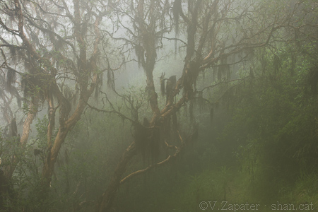 Bosque de Polylepis sp. (árbol de papel) en la niebla, Reserva Yanacocha. Quito (Pichincha, Ecuador). Polylepis sp (paper tree) wood into the fog, Yanacocha reserve. Quito (Pichincha, Ecuador).