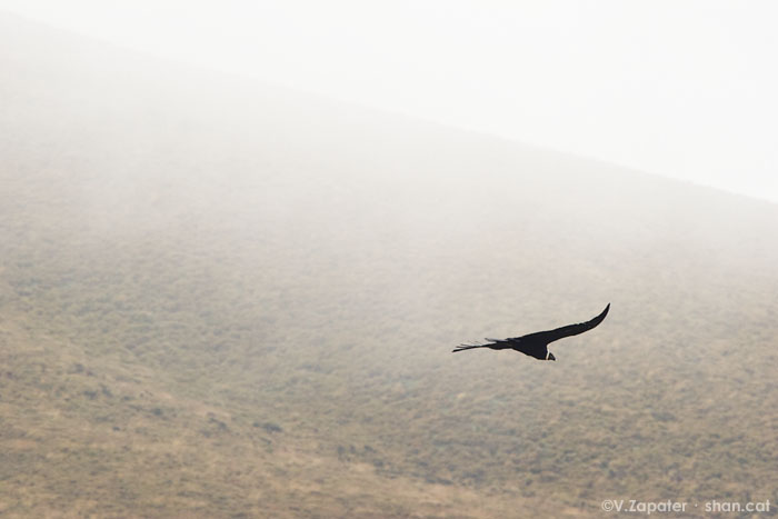 Vultur gryphus (condor andino, andean condor)