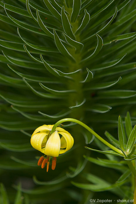 Lilium pyrenaicum (flor de lis). Parc Natural Vall de Sorteny (Pirineos, Andorra). Lilium pyrenaicum. Sorteny Valley Natural Park (Pyrenees, Andorra)