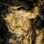 Huella de jaguar (Panthera onca) en la Reserva Itapoa. Esmeraldas, Ecuador. Jaguar (Panthera onca) footprint in Itapoa Reserve. Esmeraldas, Ecuador
