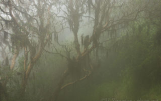 Bosque de Polylepis sp. (árbol de papel) en la niebla, Reserva Yanacocha. Quito (Pichincha, Ecuador). Polylepis sp (paper tree) wood into the fog, Yanacocha reserve. Quito (Pichincha, Ecuador).