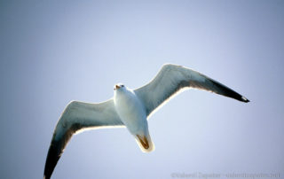Una gaviota volando, vista desde abajo, representado la libertad.